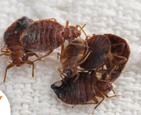 Bed Bug Control