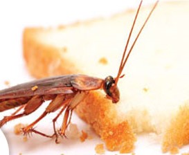 Cockroach Control