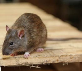 Rodent Control